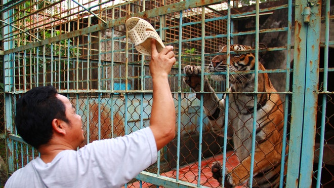 Vietnam Tiger Farms 1.jpg